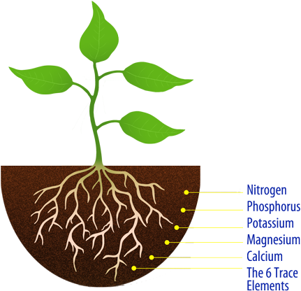 Pure - Complete - Balanced - Easily Assimilated - Simple - Plant With Roots (500x426)