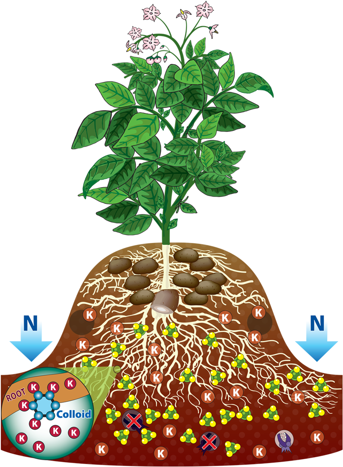 Roots Clipart Potato Plant - Roots Clipart Potato Plant (700x1010)