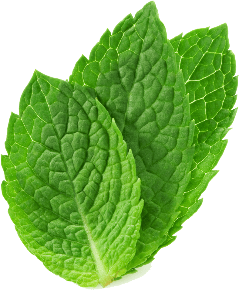 Mint Leaves (1000x1000)