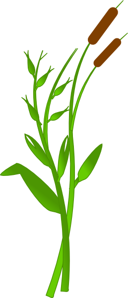 Cat Tail Plant Clipart (258x598)