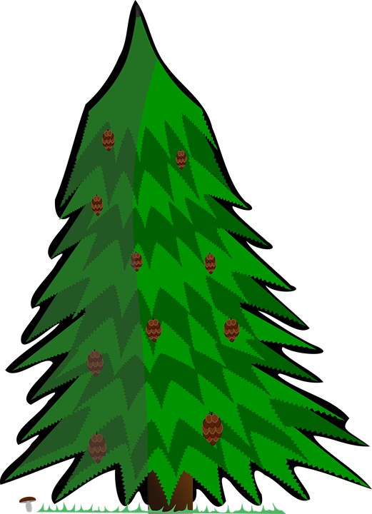 Vector Pine Trees 8, Buy Clip Art - Kreslený Jehličnatý Strom (521x720)