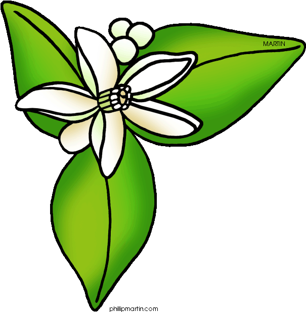 Orange Florida Clipart - Orange Blossom Florida's State Flower (648x642)