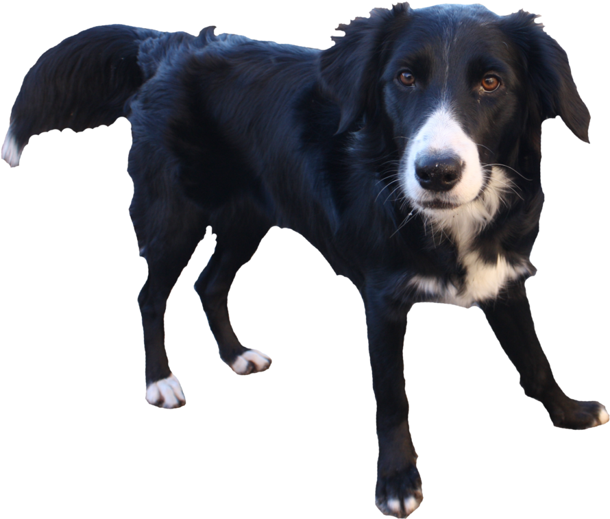 More Artists Like Dead Fall Tree Branch By Northpolepony - Transparent Background Dog Transparent (1020x783)