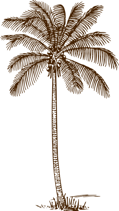 Coconut Tree Drawing 9, Buy Clip Art - Palm Tree Line Drawing (406x720)