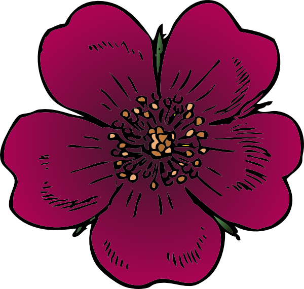 Watercolor Wild Rose Pink And Yellow ~ Illustrations - Clip Art (600x570)