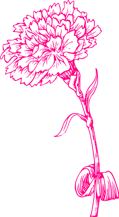 Carnation Clipart Spanish Rose - Marigold Line Drawing (394x720)