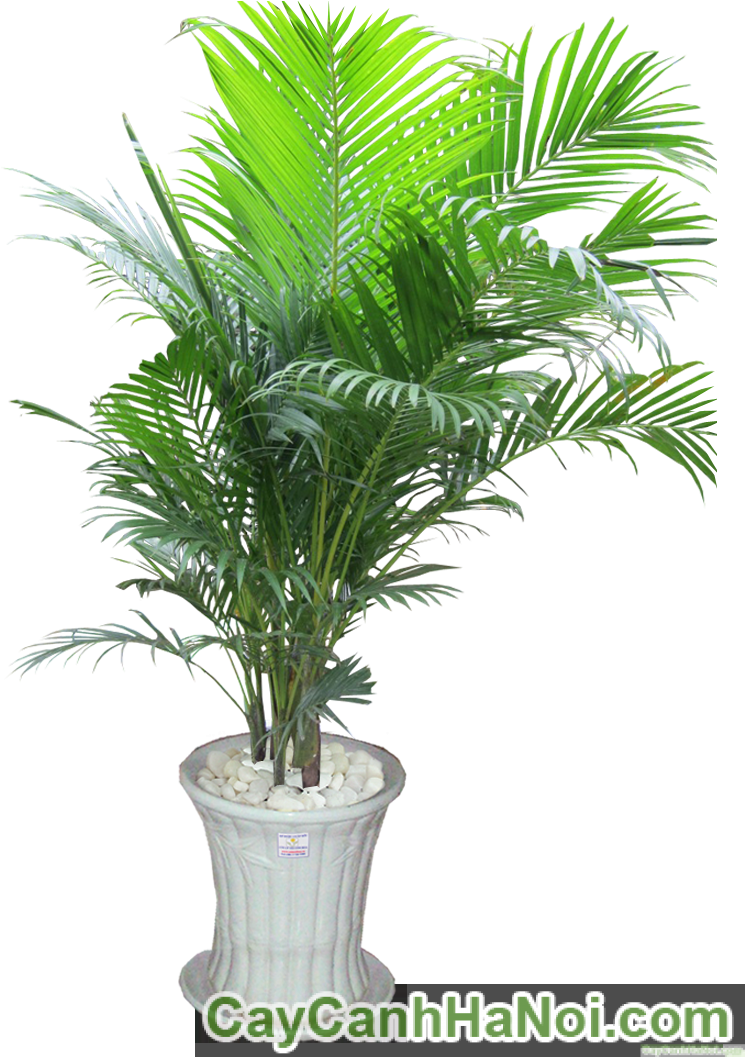 Cây Cau Nhật - Cây Cau Nhật (810x1080)