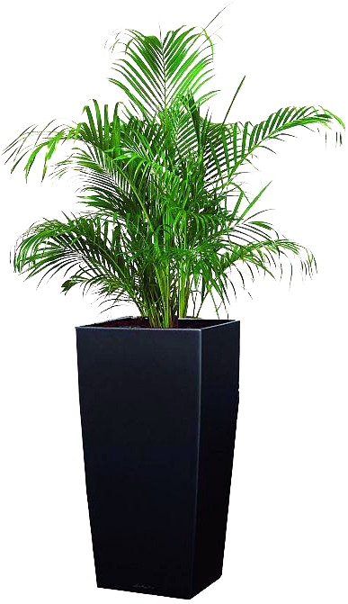 Cây Cau Nhật - Yellow Palm (400x714)