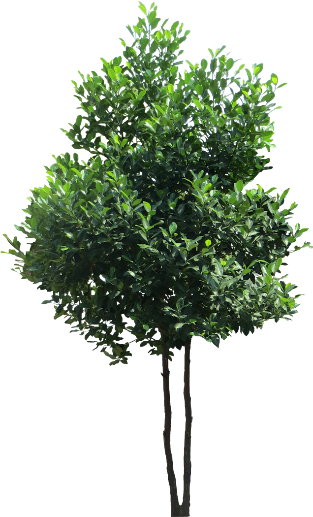 Cây Mít Dễ Tính Về Mặt Đất Đai, Đất Dù Xấu, Nhiều Sỏi - Tree Png (661x1054)