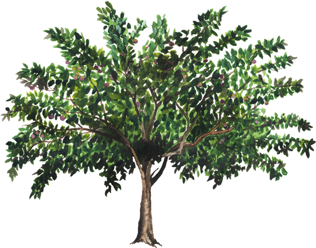 Cây Vú Sữa Được Trồng Làm Cây Xanh Công Trình, Cây - Mexican Pinyon (750x502)