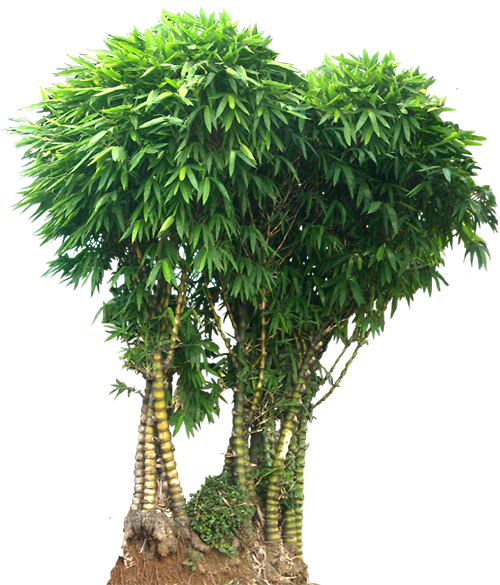 Cây Cam, Cây Quất Cũng Rất Được Ưa Chuộng Trong Phong - Bamboo Png (500x585)