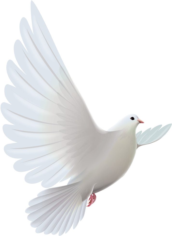 Clipart Bird Descending - White Dove (773x1024)
