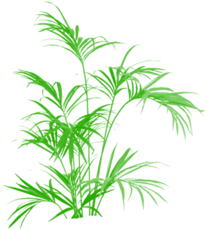 Tre, Cây Cối Và Cắt Dán Các Vector Png Miễn Phí Png - Artificial Silk Kentia Palm Tree Ifr - 210cm, Green (640x640)