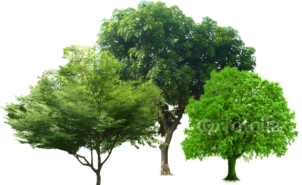 Dịch Vụ Chăm Sóc Cây Xanh - Tree (450x270)