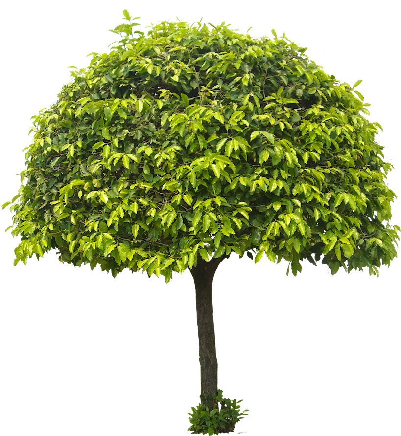 Cây Viết - Hằng - Tree Png For Architect (832x899)