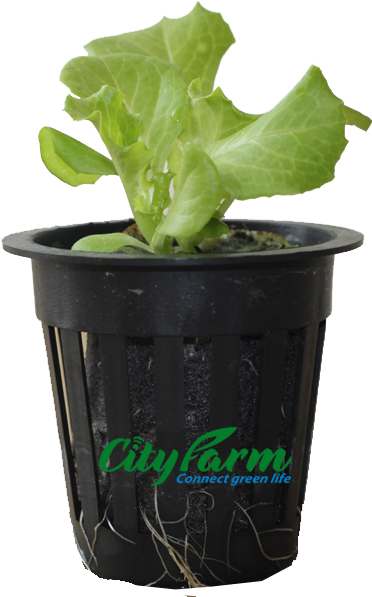 Cây Giống Ươm Bằng Viên Nén Xơ Dừa Có Tỷ Lệ Nảy Mầm - Flowerpot (600x600)