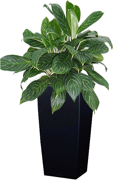 Cay Bach Ma - Chậu Cảnh Màu Đen (600x800)