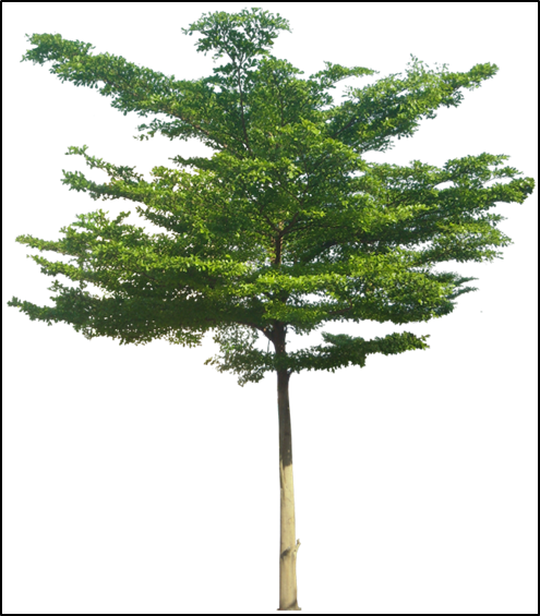 Cây Xanh Archives - Terminalia Mantaly Png (495x565)