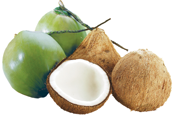 Dừa Từ Lâu Đã Là Loại Cây Rất Quen Thuộc Với Người - Luffy Natural Coco Hut - Eco Friendly, Non-toxic, Made (688x493)