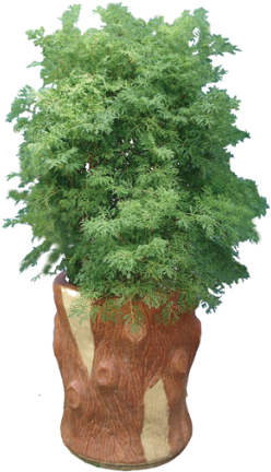 Cây Đinh Lăng Chậu Giả Gỗ - Bonsai (282x448)