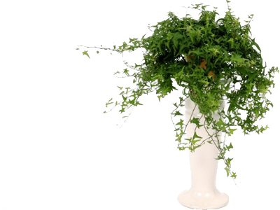 Các Loại Cỏ Cảnh - Maidenhair Tree (400x300)