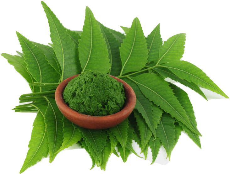 Cach Tri Lang Ben Tu Nguyen Lieu Thien - Neem Leaf Png (802x599)