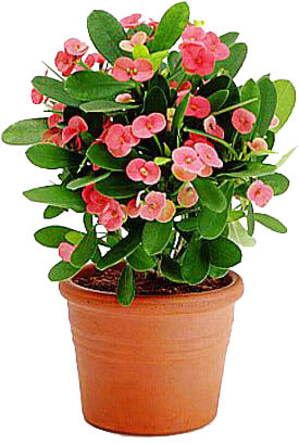 Xương Rồng Bát Tiên - Ornamental Plant (295x426)