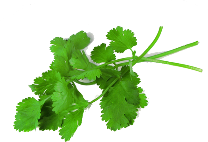 Cách Trị Thâm Môi Bằng Cây Rau Mùi - Cilantro Leaves (768x576)