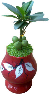 Chúng Tôi Sản Xuất Cây Tài Lộc May Mắn Với Số Lượng - Cây Phong Thủy Để Trên Bàn Làm Việc (384x512)