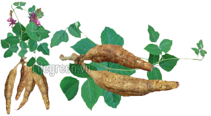 Củ Của Cây Sắn Dây - Jerusalem Artichoke (780x396)