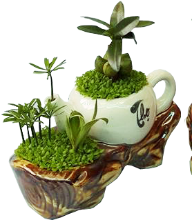 Cây - Cây Tài Lộc May Mắn (295x454)