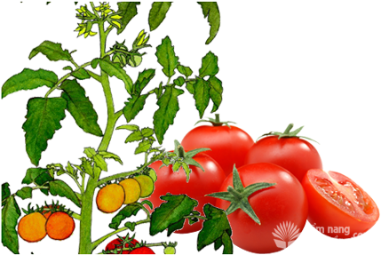 Cây Cà Chua, Đặc Điểm Sinh Thái Cây Cà Chua, Tomato - Tomato Plant Drawing (450x300)