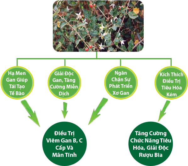 Cây Cà Gai Leo Chữa Được Bệnh Gì - Cây Cà Gai Leo (640x558)
