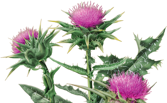 Thistle = Cây Kế - Milk Thistle In Portuguese (600x560)
