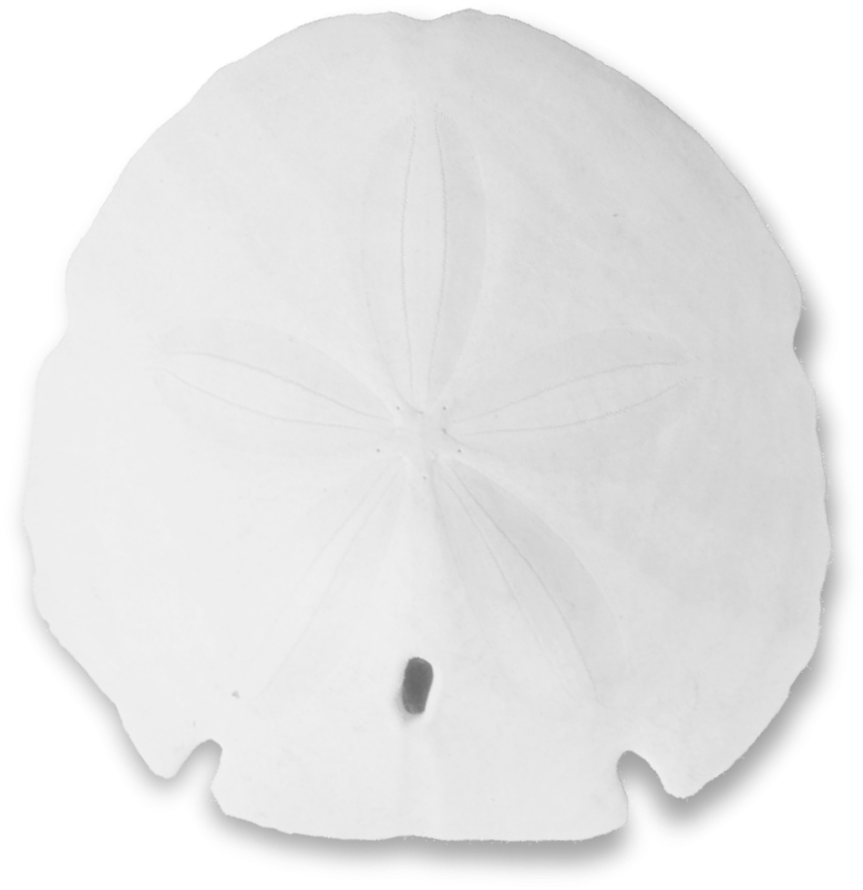 Sand Dollar Christmas Border - Sand Dollar (1185x1171)