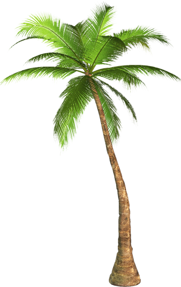 Palm Tree Clip Art Transparent Background - Palm Tree Transparent Background (600x1000)