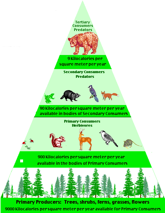 Tropical Rainforest Trophic Levels (565x728)