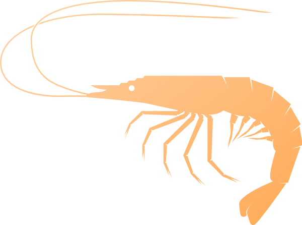Shrimps Clipart 11 - Shrimps Clipart 11 (600x446)