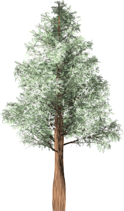 Redwood Tree Cliparts 13, Buy Clip Art - Austrocedrus (425x720)