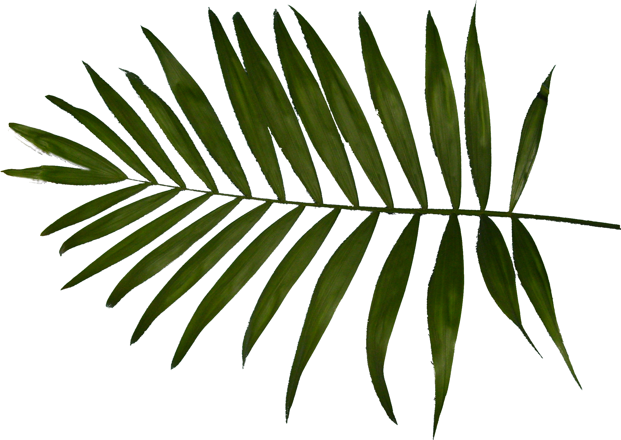 Download Text Clip Art - Charlotte Thomas Fern Housewife Pillowcases (2516x1784)