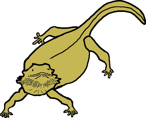 Top 91 Bearded Dragon Clip Art - Bearded Dragon Clipart (496x401)