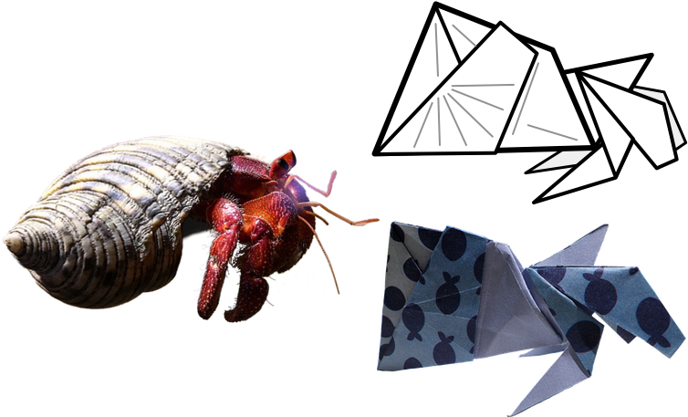 Hermitcrabliggend - Hermit Crab (770x514)