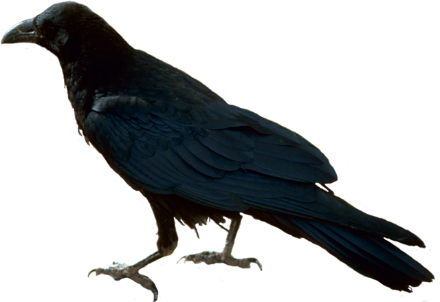 Bird-050 - Raven (640x439)