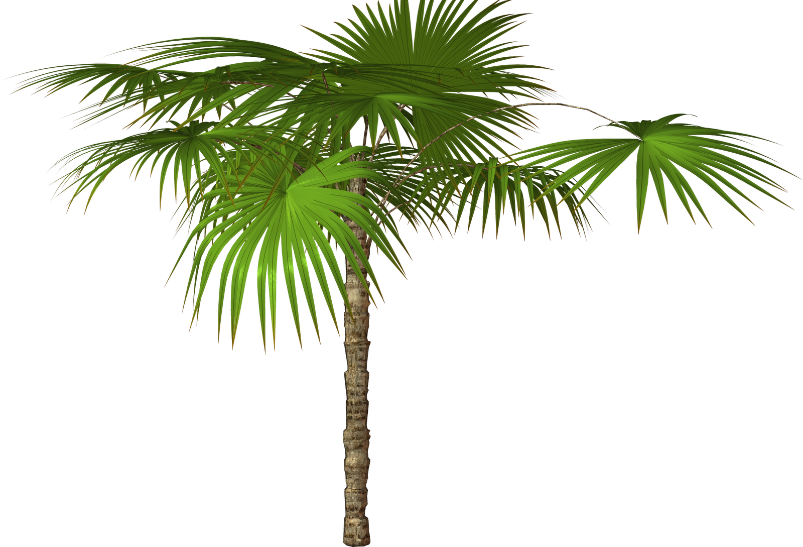 Palm Tree Transparent Png Pictures - Пальма Ветка Пнг (1600x1089)