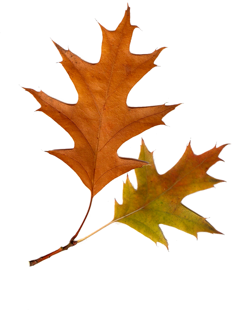 Autumn Leaves Autumn Leaf Color Tree - Hoja De Arbol Png (765x1024)