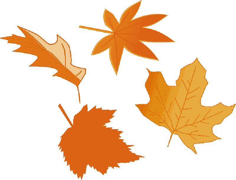 Foliage, Autumn, Fall, Leaf, Tree, Yellow, Greenery - Herbst-blätter U. Kürbis-kissen Kissen (800x612)