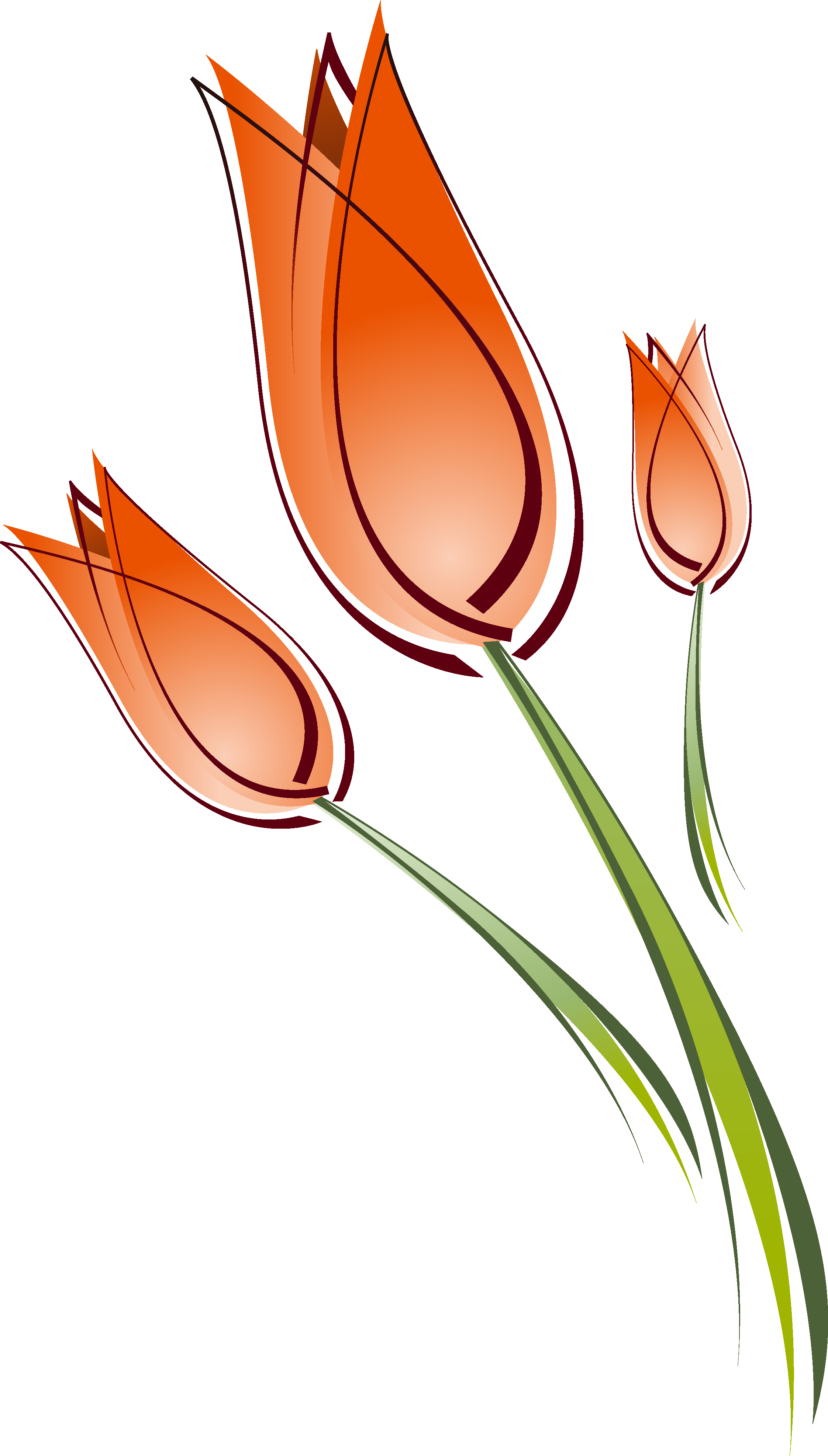 Tulip Drawing Clip Art - Tulip Drawing (2244x3948)