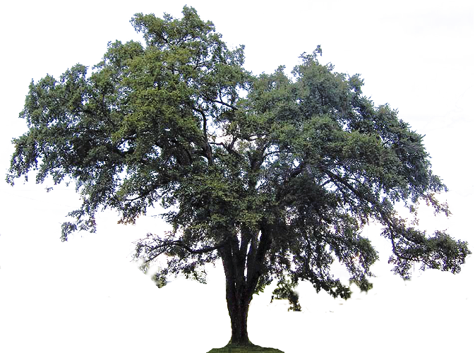 Clipart Crab Apple Tree Crabapple Clipground - Southern Live Oak Png (673x500)