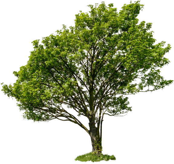 Apple Tree With No Leaves Clip Art Download - Tree Bush Square Png (598x578)