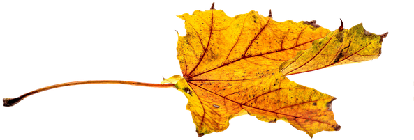 Autumn, Leaves, Leaf, Png, Transparent, Fall Color - Autumn Leaf Color (640x426)